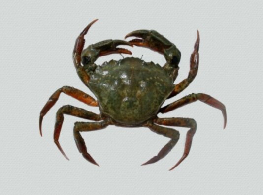 Granchio verde europeo