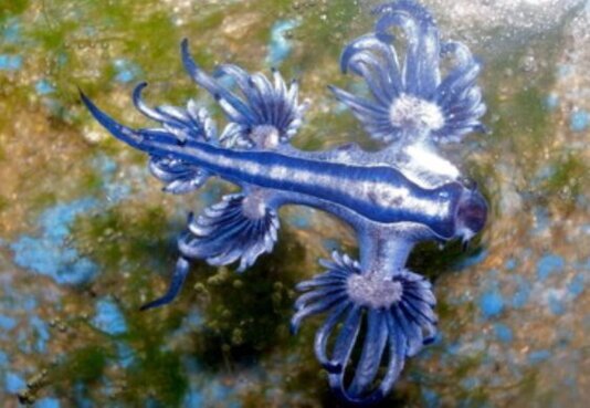 Il blu dragon è un mollusco bivalve lungo un paio di centimetri, dal ventre blu ed il dorso argenteo. Estromette le sue branchie contenenti sostanze urticanti.