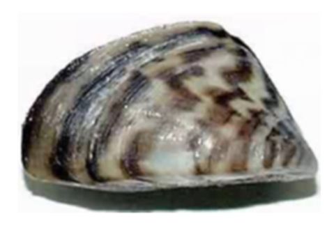Dreissena polymorpha: